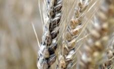 Înnegrirea spicelor Înnegrirea spicelor